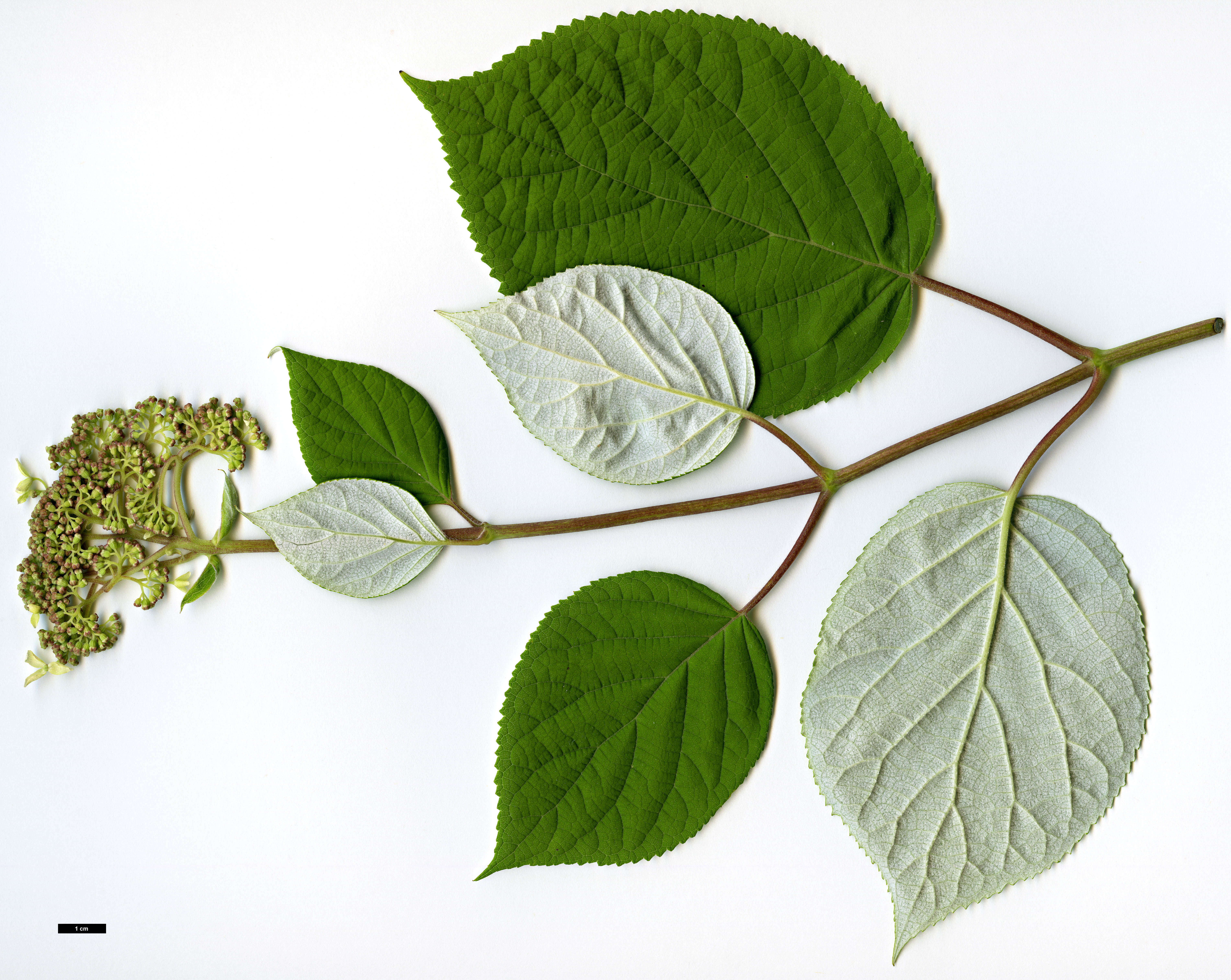 High resolution image: Family: Hydrangeaceae - Genus: Hydrangea - Taxon: arborescens - SpeciesSub: subsp. radiata